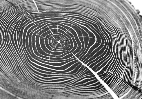 "Ash 81" Tree Print - White Paper